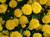 Marigold dwarf yellow 